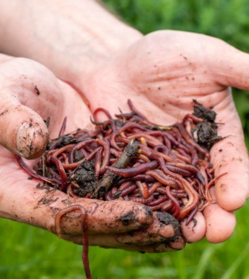 handful of composting earthworms